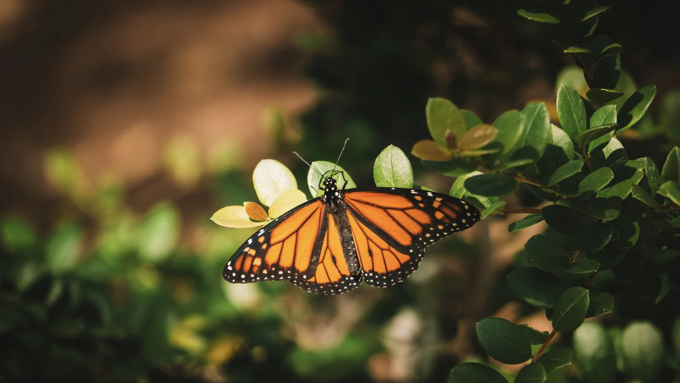 Walks Camp Monarch, Colorado